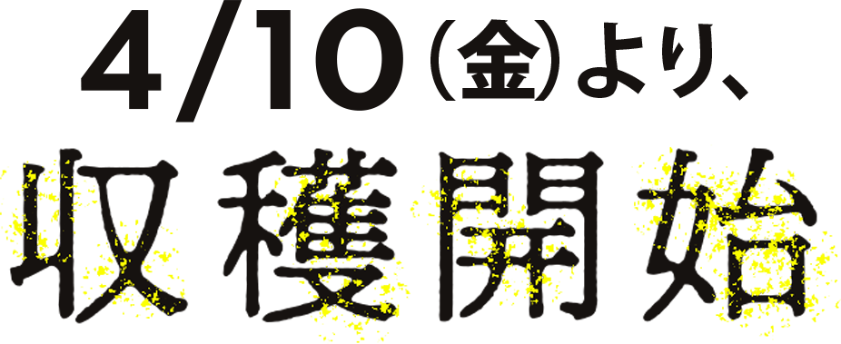 4/10（金）より、収穫開始